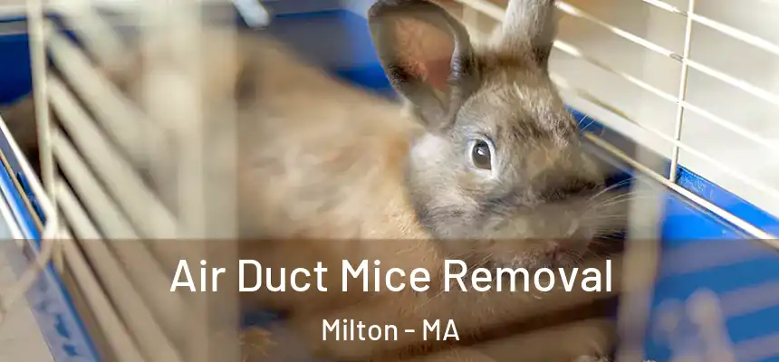  Air Duct Mice Removal Milton - MA